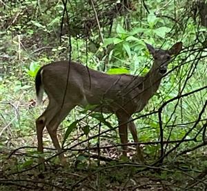 Deer has been spotted at Dellinger Park!